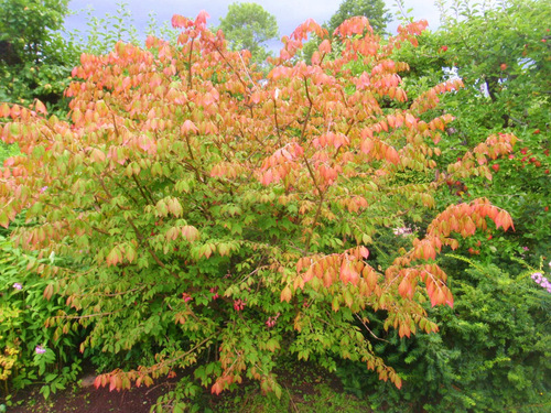 Tree already showing its fall colors.